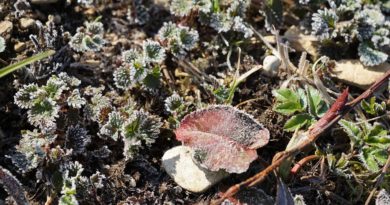 Préparer son jardin pour le retour du printemps