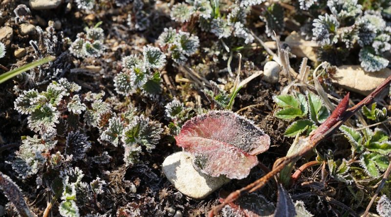 Préparer son jardin pour le retour du printemps