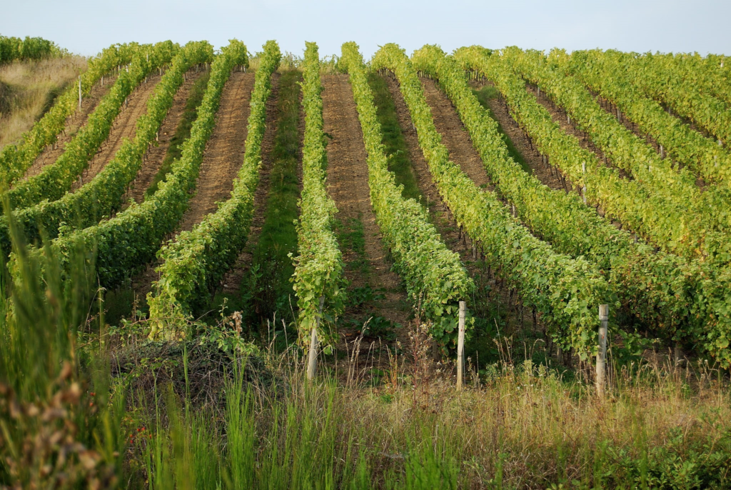 vignes saumur